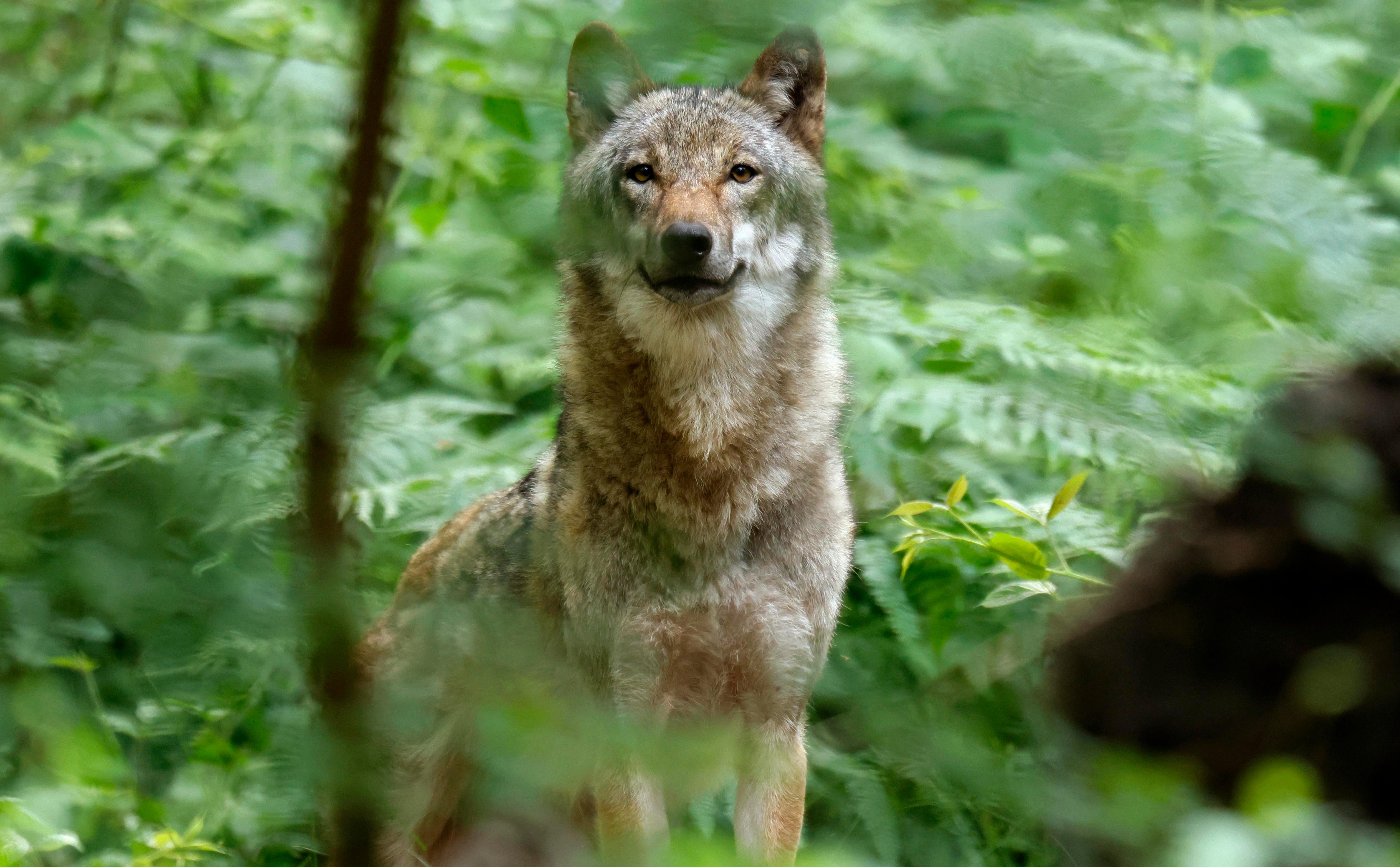 European gray wolf in a forest.